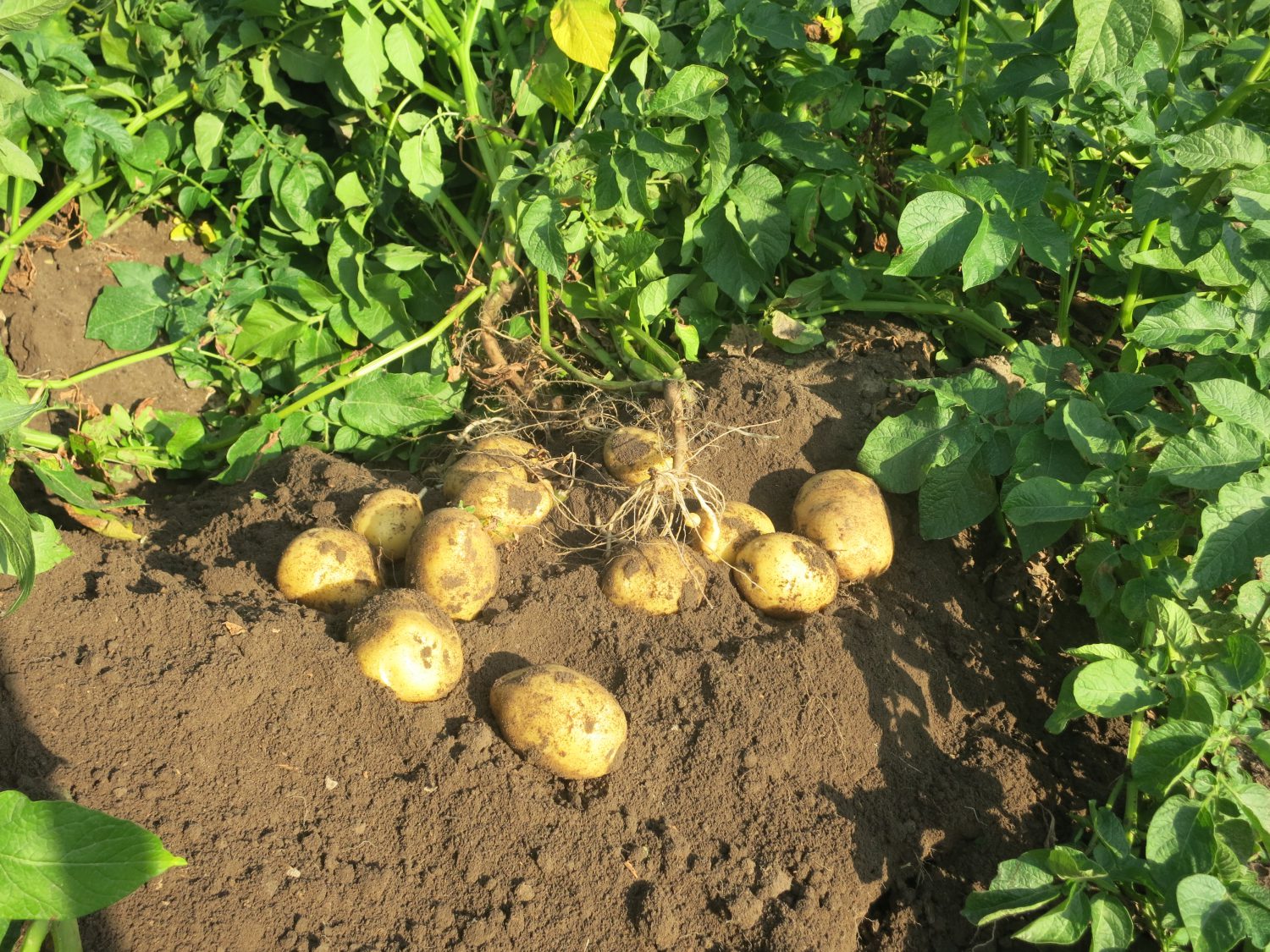 Unsere Sorten
